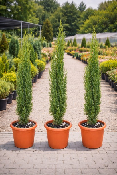 Cupressus Totem опис